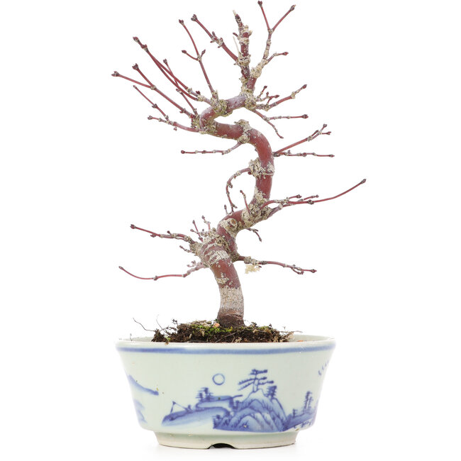 Acer palmatum, 17 cm, ± 8 jaar oud