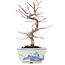 Acer palmatum, 17 cm, ± 8 Jahre alt