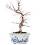 Acer palmatum, 17 cm, ± 8 jaar oud