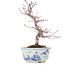 Acer palmatum, 17 cm, ± 8 Jahre alt