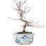 Acer palmatum, 17 cm, ± 8 jaar oud