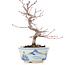 Acer palmatum, 17 cm, ± 8 years old