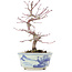 Acer palmatum, 17 cm, ± 8 jaar oud