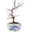 Acer palmatum, 17 cm, ± 8 jaar oud