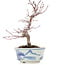 Acer palmatum, 17 cm, ± 8 años