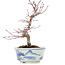 Acer palmatum, 17 cm, ± 8 jaar oud