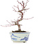 Acer palmatum, 17 cm, ± 8 jaar oud