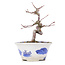 Acer palmatum, 12,5 cm, ± 8 jaar oud