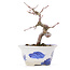 Acer palmatum, 12,5 cm, ± 8 anni