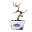 Acer palmatum, 12,5 cm, ± 8 Jahre alt