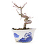 Acer palmatum, 12,5 cm, ± 8 Jahre alt