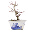 Acer palmatum, 12,5 cm, ± 8 Jahre alt