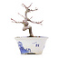 Acer palmatum, 12,5 cm, ± 8 jaar oud