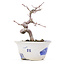 Acer palmatum, 12,5 cm, ± 8 Jahre alt