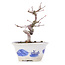 Acer palmatum, 12,5 cm, ± 8 jaar oud