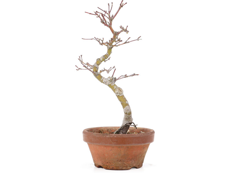 Acer palmatum, 21,5 cm, ± 8 jaar oud
