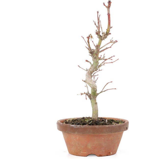 Acer palmatum, 21 cm, ± 8 Jahre alt