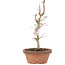 Acer palmatum, 21 cm, ± 8 years old