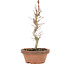 Acer palmatum, 21 cm, ± 8 Jahre alt