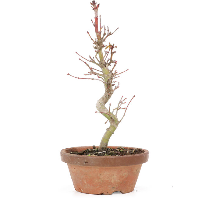Acer palmatum, 21 cm, ± 8 años