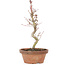 Acer palmatum, 21 cm, ± 8 jaar oud