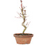 Acer palmatum, 21 cm, ± 8 Jahre alt