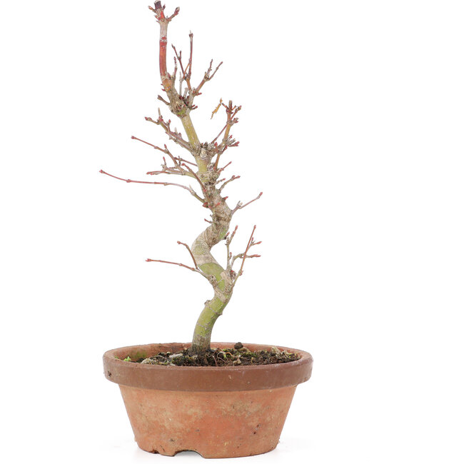 Acer palmatum, 21 cm, ± 8 años