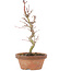 Acer palmatum, 21 cm, ± 8 jaar oud