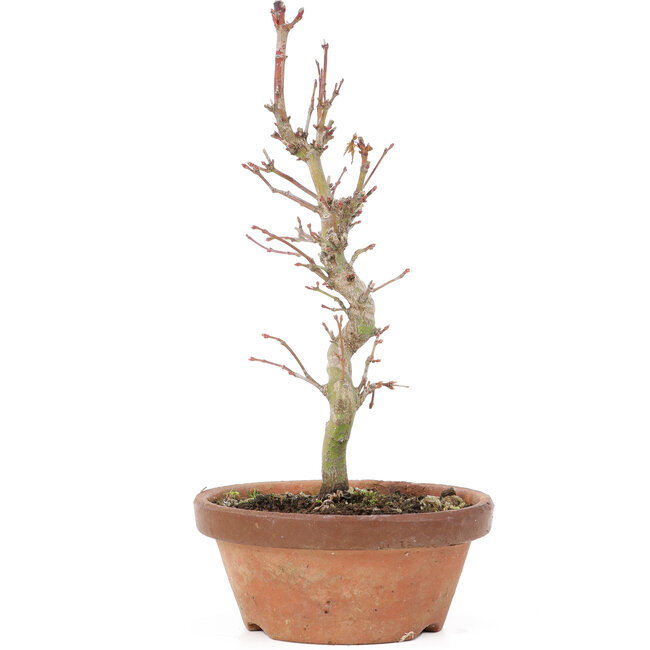 Acer palmatum, 21 cm, ± 8 años