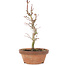 Acer palmatum, 21 cm, ± 8 Jahre alt