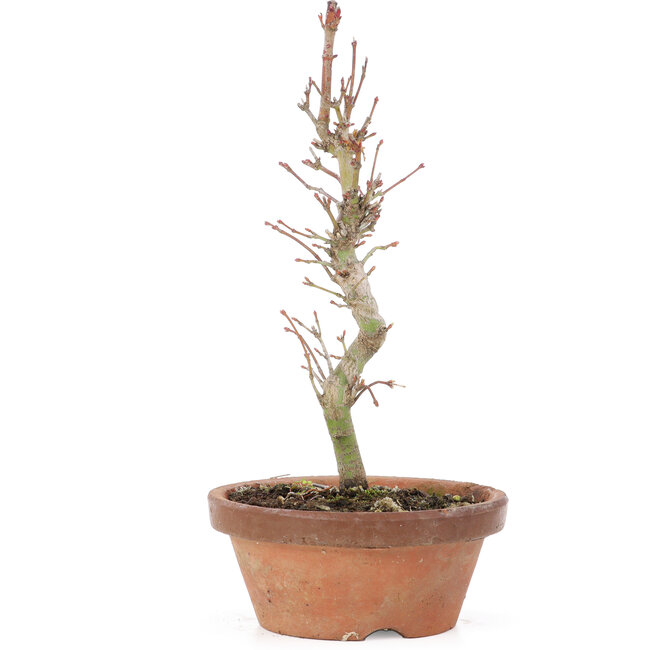 Acer palmatum, 21 cm, ± 8 ans