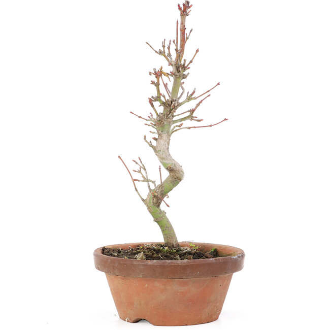 Acer palmatum, 21 cm, ± 8 ans