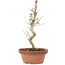 Acer palmatum, 21 cm, ± 8 years old
