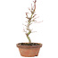 Acer palmatum, 21 cm, ± 8 jaar oud