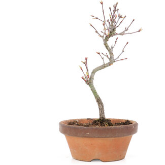 Acer palmatum, 25 cm, ± 8 Jahre alt