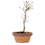Acer palmatum, 25 cm, ± 8 years old