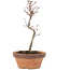 Acer palmatum, 25 cm, ± 8 years old