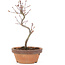 Acer palmatum, 25 cm, ± 8 Jahre alt