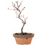 Acer palmatum, 25 cm, ± 8 years old