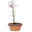 Acer palmatum, 25 cm, ± 8 jaar oud