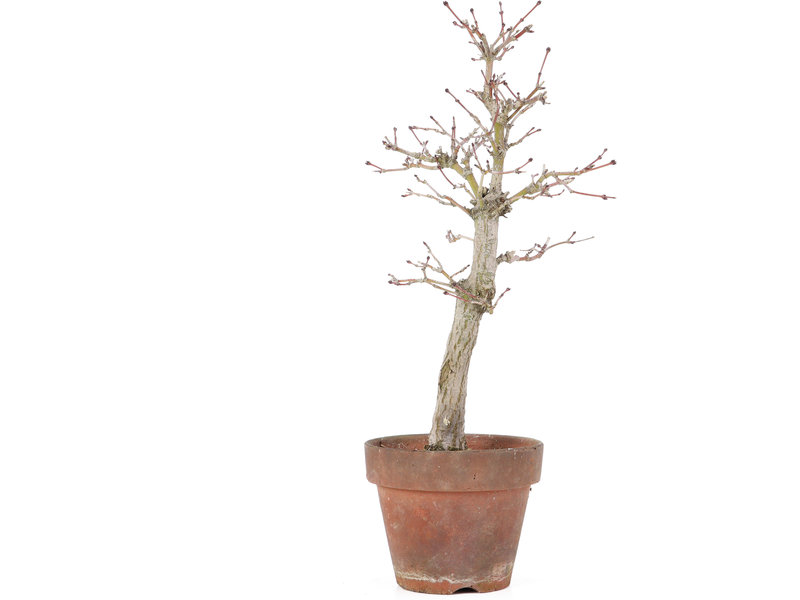 Acer palmatum, 29 cm, ± 15 jaar oud