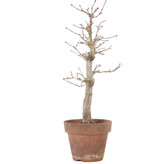 Acer palmatum, 29 cm, ± 15 Jahre alt