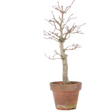 Acer palmatum, 29 cm, ± 15 Jahre alt
