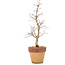 Acer palmatum, 29 cm, ± 15 years old, in a pot with a chip