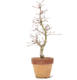 Acer palmatum, 29 cm, ± 15 jaar oud, in pot met chip
