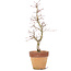 Acer palmatum, 29 cm, ± 15 anni, in vaso con una patatina