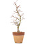 Acer palmatum, 29 cm, ± 15 years old, in a pot with a chip