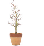 Acer palmatum, 29 cm, ± 15 jaar oud, in pot met chip