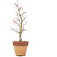 Acer palmatum, 29 cm, ± 15 jaar oud, in pot met chip