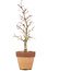 Acer palmatum, 29 cm, ± 15 years old, in a pot with a chip